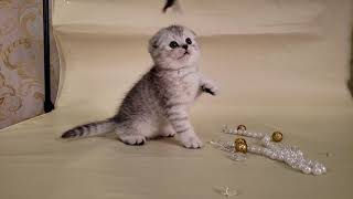 Самый Красивый Вислоухий Котенок в Мире 🐱Cute shinshila fold kitten