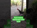 ayam ketawa menyerupai suara kunti #ayam #indonesia #viralvideo #funny #suaraayamberkokok