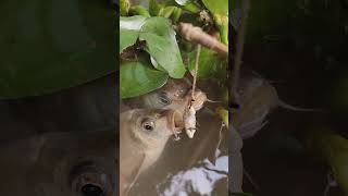 Amazing Hook Fishing | Giant Carp Fishing | Fishing #fishingmethods #fishingbyhook #hooksfishing