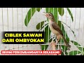 UPDATE CIBLEK SAWAH DARI OMBYOKAN SETELAH 1 BULAN DI RAWAT❗BISA GACOR ❓