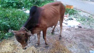 Lowest cow prize in qurbani eid 2017 , budget 40000 to 55000 taka