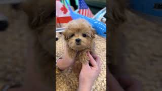 [VELY DOG] Tiny Maltipoo \