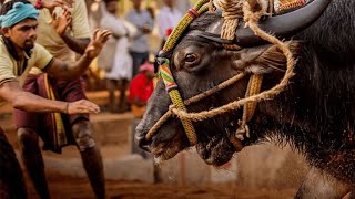 Tulunada kambula. #kambula #tulunadu#