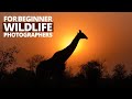How To Take Amazing Wildlife Photos: 10 Tips For Beginner Photographers