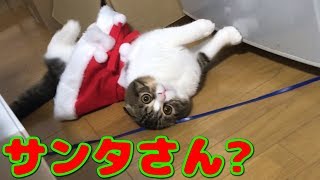 サンタコスしてもらったら笑撃の結果に！！！な子猫【スコティッシュフォールド】【Scottish Fold】