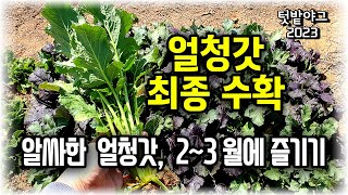 [텃밭야그50] 얼청갓, 최종 수확