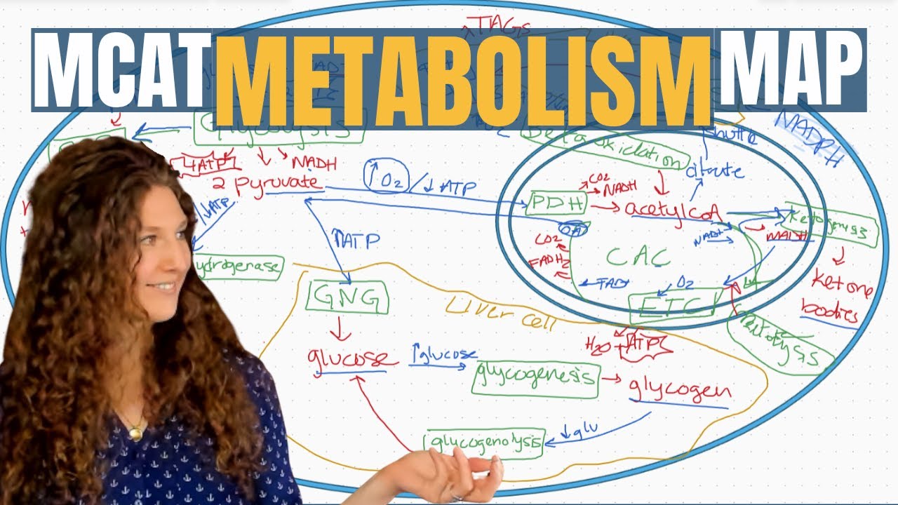 All Metabolic Pathways Chart