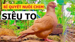 Với cách làm đơn giản này, nuôi Bồ câu Gà Mỹ cực nhanh lớn, đạt kích thước to nhất