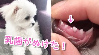 子犬の乳歯の行方は… （マルチーズ×チワワ）