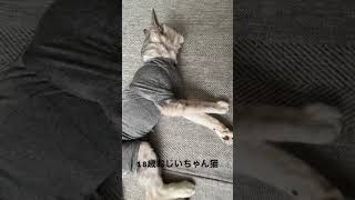 #18歳おじいちゃん猫#猫 #猫のいる暮らし#老猫#ねこ動画#ねこ#cat#猫動画#高齢猫#サバトラ猫