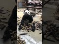 成都大熊猫基地，我们一起看熊猫。（chengdu giant panda base let s see pandas together） 熊猫 chengdutravel