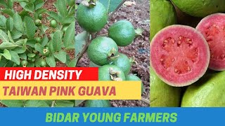 ತೈವಾನ್ ಗುಲಾಬಿ ಪೇರಲ ಸಸ್ಯಗಳು | Bidar Young Farmers | High Density Taiwan Pink Guava