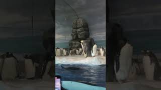 名古屋水族館でヤンキーを見つけた。 #japan #shorts #short #shortvideo