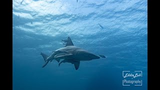 沖繩萬座Oceanic Blacktip Shark