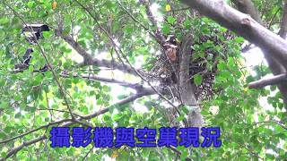 20180619鳳頭空巢直播現況，歡迎6/23一起來大安找N8N9 Finding the youths