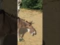 animals donkey youtubeshorts pets shorts