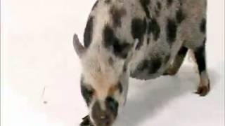 PETS 101 - Pet Pigs