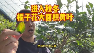 秋冬季栀子花黄叶问题