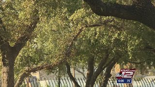 Video: Prevention best way to stop oak wilt