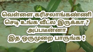 வெள்ளை கரிசலாங்கண்ணி செடி உங்க வீட்ல இருக்கா ? அப்படீன்னா இத பாருங்க!