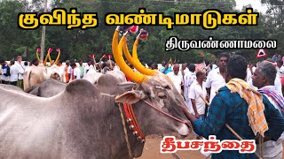 🔥குவிந்த வண்டி மாடுகள் |100 ஜோடி மாடுகள் |திருவண்ணாமலை தீபசந்தை |Tiruvannamalai deepam santhai 2024