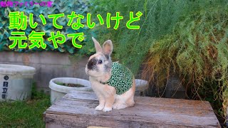 ウサギの外遊び動画【動物ファミリーの家】