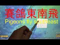 賽鴿東南飛（北海賽鴿第一關賽後分析 ）pigeons fly southeast