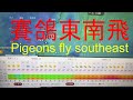 賽鴿東南飛（北海賽鴿第一關賽後分析 ）pigeons fly southeast