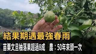 結果期遇最強春雨　苗栗文旦柚落果超過8成　農：50年來頭一次－民視新聞