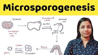 Microsporogenesis | types of anther wall development | B.Sc. , M.Sc. , TGT , PGT , NEET