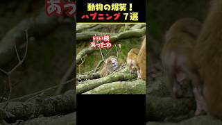 tiktokで8.8億回バズった動物ハプニング動画7選！7Animal Happenings Videos That Got 880 Million Buzz on tiktok!#犬#shorts