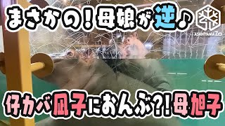 【旭山動物園】まさかの！いつもと逆！🦛🦛仔カバ凪子におんぶ⁉️母旭子[Asahiyama Zoo] The Hippo Nagiko, and her mom, Asako.