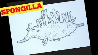 How to draw spongilla easily