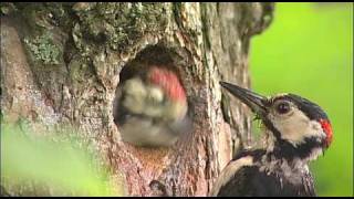 アカゲラ　巣立ち 　Great Spotted Woodpecker