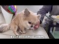 【祝】元保護犬チワワが7歳になりました！犬用手作りケーキでお祝い