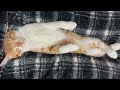 足を交差させて眠る子猫...　kitten sleeping with legs crossed