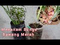 Menanam Biji dari bunga Bawang Merah