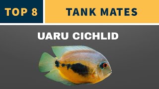 UARU CICHLID TANK MATES