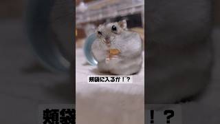 頬袋に詰めすぎのハム🐹#ハムスターのいる生活#ジャンガリアン#こもる#hamsters #ペット動画#癒し#햄스터#可愛いペット