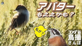 コンデジ鳥撮散歩　アバターもええかも？　兵庫県・北播磨