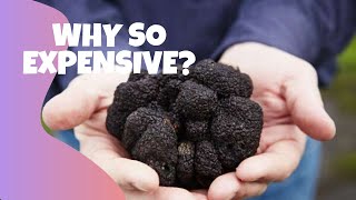 Why Real Truffles are so Expensive | Very Expensive