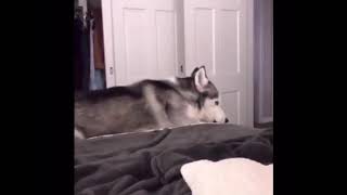 Screaming Huskies