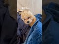 おやすみなさい💤 マルプー トイプードル マルチーズ 犬のいる暮らし mix犬 マルプー連合 犬のいる生活 犬の成長 犬の生活 멍스타그램 dogsofinstagram