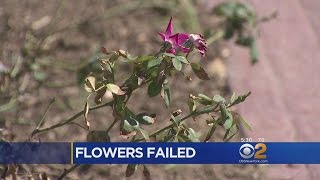 Wilted Flowers Under Investigation