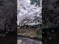 peak of cherry blossom season