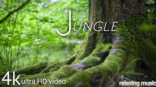 forest 4k, healing the power of nature, scinec relaxation, relaxing sounds,