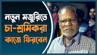 নতুন মজুরিতে খুশি চা-শ্রমিকরা, কাজে ফিরবেন রোববার | moulvibazar | tea labour | Dhaka Post