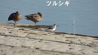 【日本の野鳥】ツルシギ Spotted Redshank（シギ科）　＃日本の野鳥＃ツルシギ＃シギ科