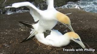 Two gannets mating on the cliff