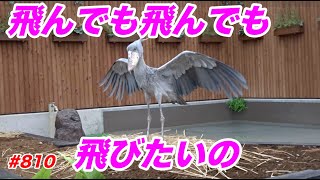 飛んでも飛んでも飛びたいの💖flying a lot★掛川花鳥園★#ハシビロコウふたば★No.810★shoebill Futaba